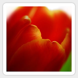 Macro of a Red Tulip in beautiful spring light Sticker